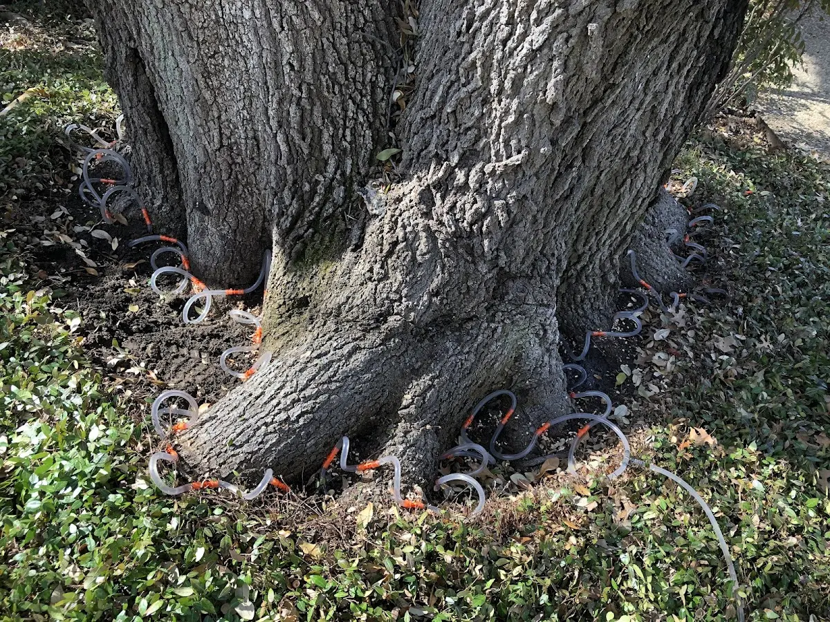 Detailed Tree Cabling and Bracing job site in Waukau