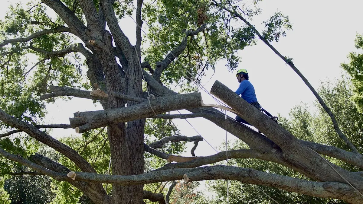 Professional Crown Thinning performed by certified arborists in Waukau