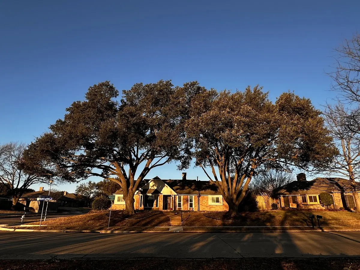 Established residential canopy tree shading a home in Waukau